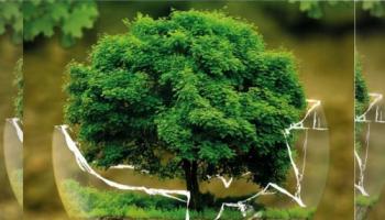 Mois Environnement Groupe ISM 